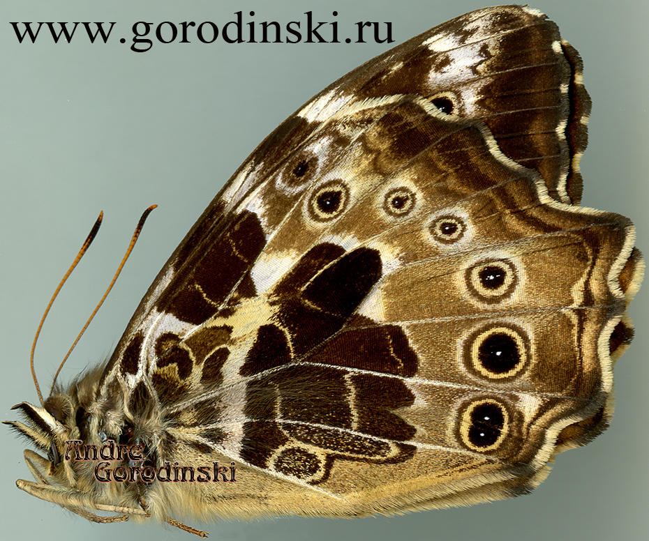 http://www.gorodinski.ru/satyridae/Neope armandii.jpg